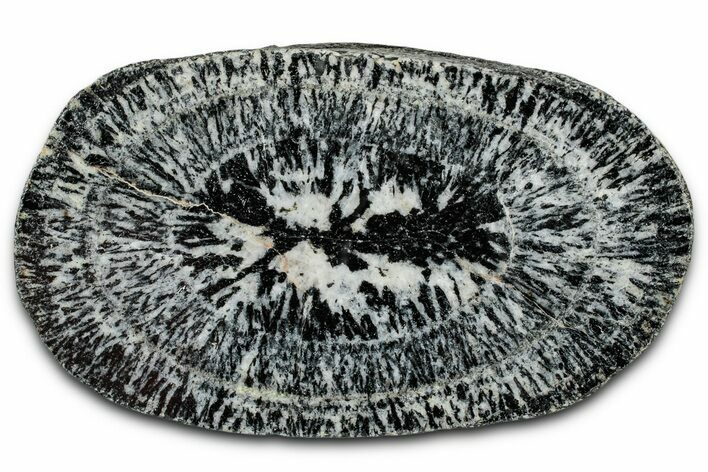 Polished Orbicular Granite Section - Western Australia #353169